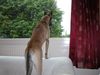 Malinois Foto: Hallo...ich bin hier...hier oben... (ID 4371) Malinois Hund