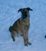 Malinois Foto (ID 8390) Malinois Hund
