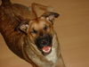 Malinois Foto: hihi (ID 30929) Malinois Hund
