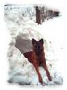 Malinois Foto: mein bester freund rocky (ID 22019) Malinois Hund