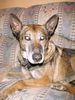 Malinois Foto: chilling on the couch (ID 6537) Malinois Hund