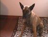 Malinois Foto: schöneres bild (ID 2292) Malinois Hund
