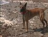 Malinois Foto: malinois am strand (ID 2350) Malinois Hund