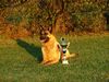 Malinois Foto: Vik (ID 42643) Malinois Hund