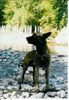 Malinois Foto: Jason vom Land Kärnten (ID 7391) Malinois Hund