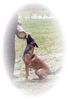 Malinois Foto: Xena van de Lobo Hoeve (ID 4468) Malinois Hund