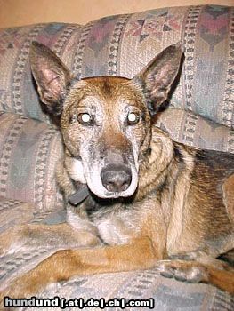 Malinois Hunde Foto 6537 Malinois chilling on the couch