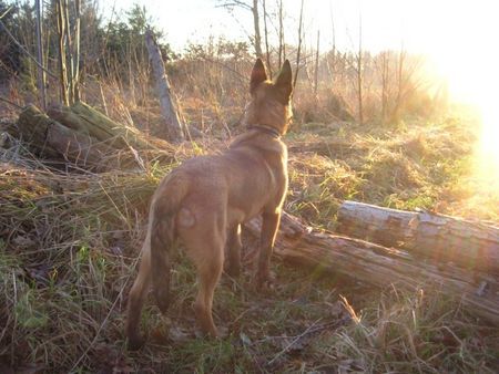 Malinois Hunde Foto 29588 in höherer Auflösung ansehen Malinois Ricy 7Monate