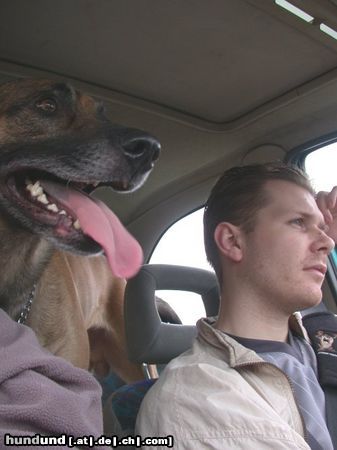 Malinois Hunde Foto 8705 Malinois autofahren...