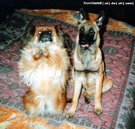 Malinois Hunde Foto 17906 in höherer Auflösung ansehen Malinois pleezz...