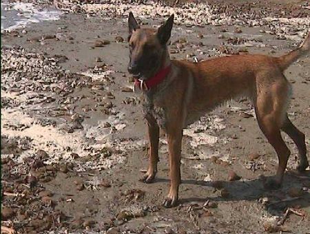 Malinois Hunde Foto 2350 Malinois malinois am strand