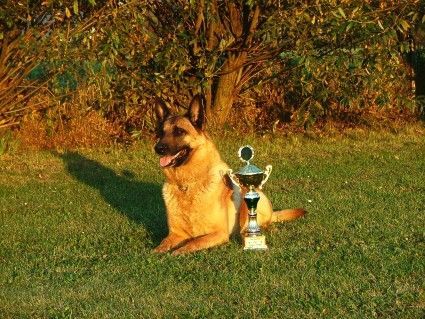 Malinois Hunde Foto 42643 in höherer Auflösung ansehen Malinois Vik