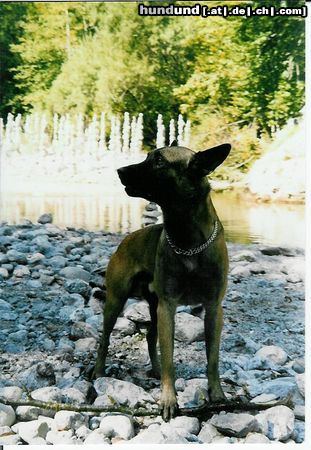 Malinois Hunde Foto 7391 Malinois Jason vom Land Kärnten