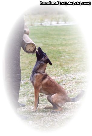 Malinois Hunde Foto 4468 Malinois Xena van de Lobo Hoeve