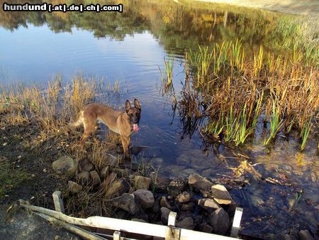Malinois Hunde Foto 45161 Malinois Kerou Bellyeu