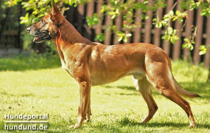 Hunderasse Malinois