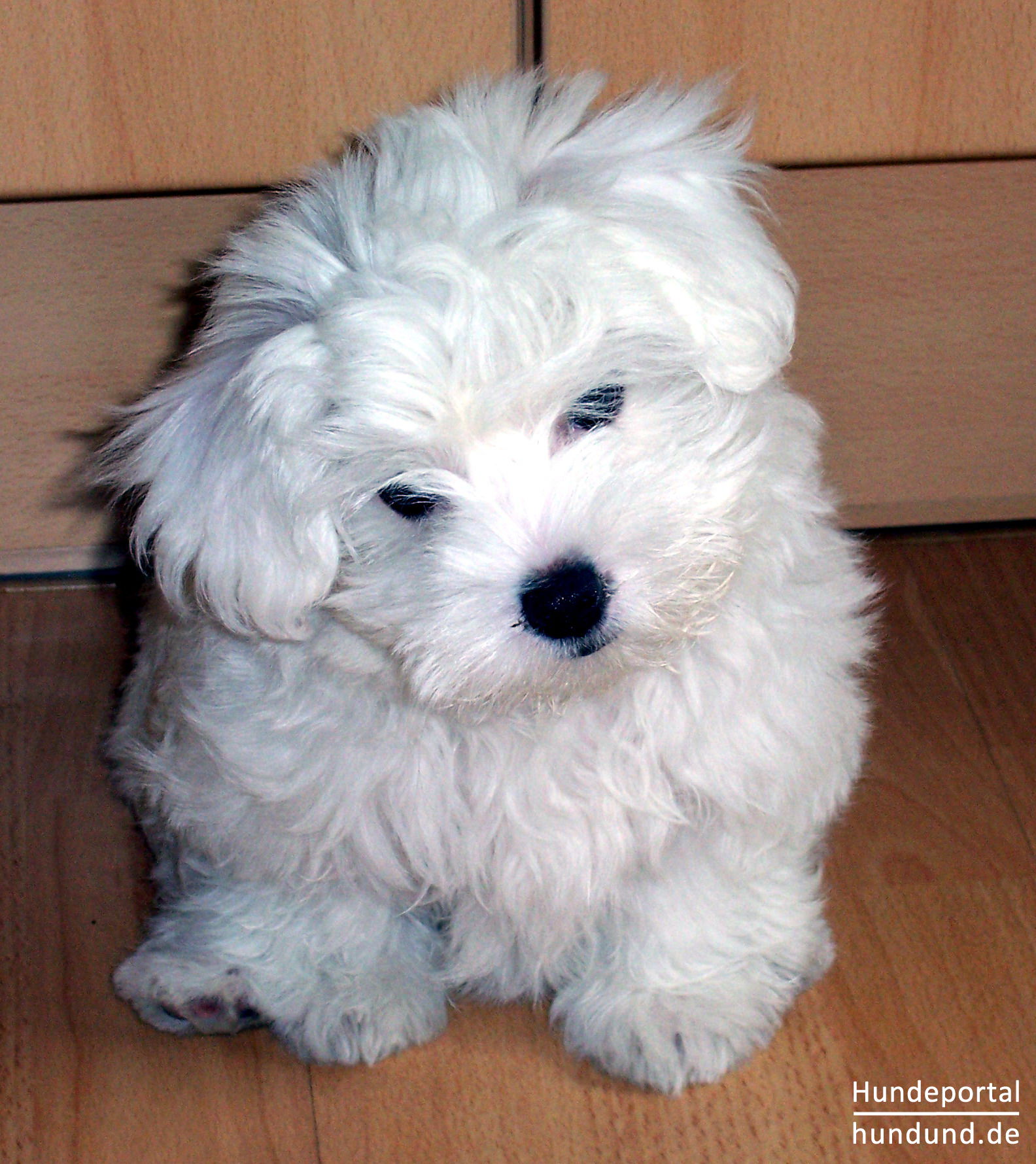 Malteser, Bichon Maltais Foto 44476 hundund.de