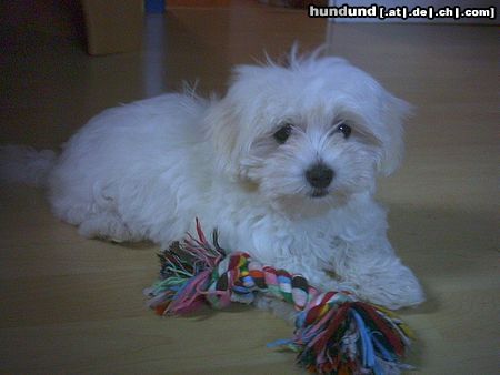 Malteser Hunde Foto 23860 in höherer Auflösung ansehen Malteser Ciara