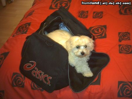 Malteser Hunde Foto 24081 in höherer Auflösung ansehen Malteser Ich muss mit!!