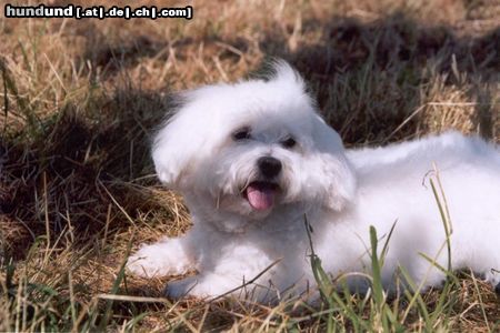 Malteser Hunde Foto 7677 Malteser Balou legt ein kleines Päuschen ein
