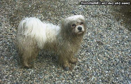 Malteser Hunde Foto 15126 Malteser