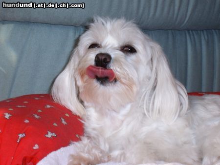 Malteser Hunde Foto 18287 in höherer Auflösung ansehen Malteser Zeigt her eure Zunge!