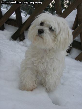 Malteser Hunde Foto 18955 in höherer Auflösung ansehen Malteser Wickie im Schnee