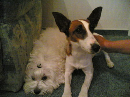Malteser Hunde Foto 32703 Malteser Angie und Paula