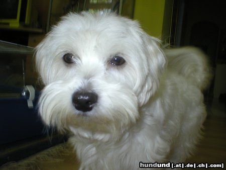 Malteser Hunde Foto 6284 Malteser Beanie
