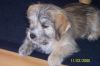 Malteser Hunde Foto 19877 in höherer Auflösung ansehen Malteser Timmy- Ein Malteser Mischling
