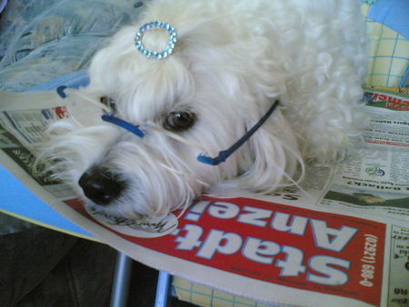 Malteser Hunde Foto 32086 Malteser Angie beim Zeitung-lesen