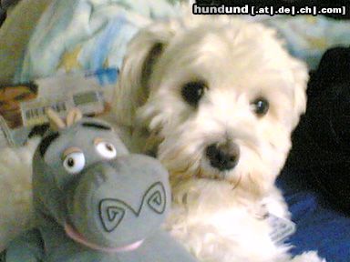 Malteser Hunde Foto 23285 Malteser Mein Bebii und ihr Freund Gloria