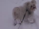 Malteser Hunde Foto 26068 in höherer Auflösung ansehen Malteser Bald ist wieder Winter und ich kann so herrlich im Schnee toben. Aber wehe wenn Frauchen die