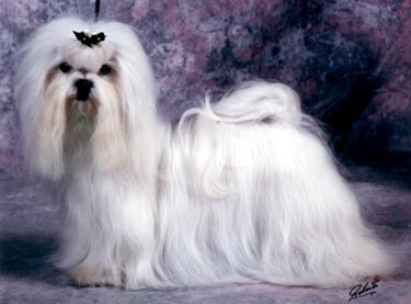 Malteser Hunde Foto 618 Malteser White Magic Bigkissi