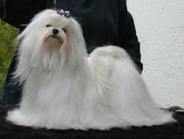 Malteser Hunde Foto 619 Malteser White Magic Angelique Dreamgirl