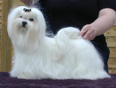 Malteser Hunde Foto 620 Malteser White Magic Daylight