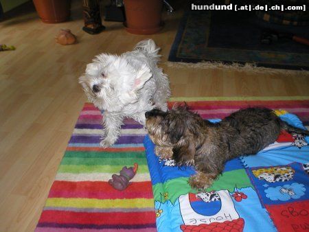 Malteser Hunde Foto 6285 Malteser Beanie war in der Waschmaschine