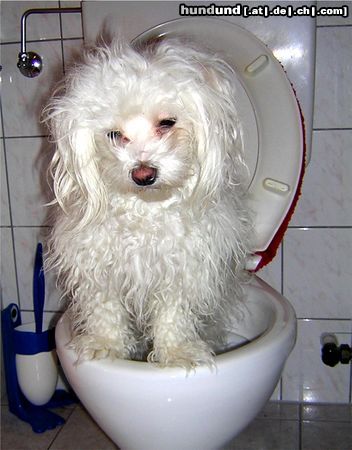 Malteser Hunde Foto 14444 Malteser Aimie beim Toilettengang