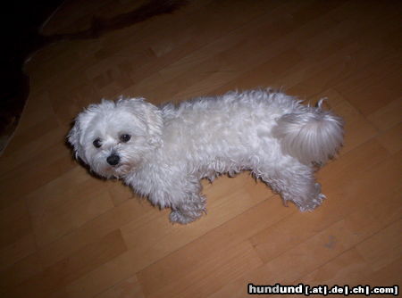 Malteser Hunde Foto 26238 Malteser Herkules