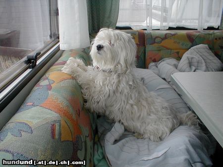 Malteser Hunde Foto 21915 Malteser Benny mit kurzem Haarschnitt im Wohnwagen