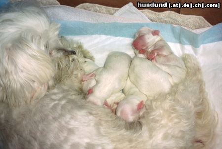 Malteser Hunde Foto 15041 Malteser Bibi ist Mama geworden: endlich sind alle fünfe da!