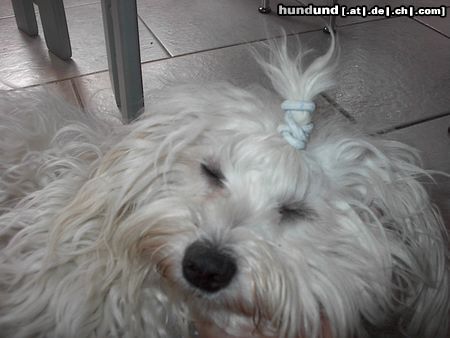 Malteser Hunde Foto 20403 Malteser wuschel