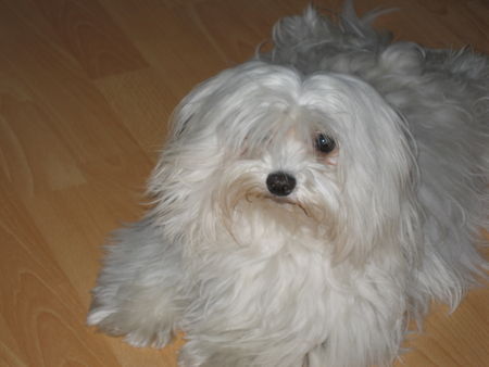 Malteser Hunde Foto 35943 Malteser Tamara Sunny vom Rapunzeleck