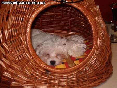 Malteser Hunde Foto 22850 Malteser Sofi, 10 Wochen alt