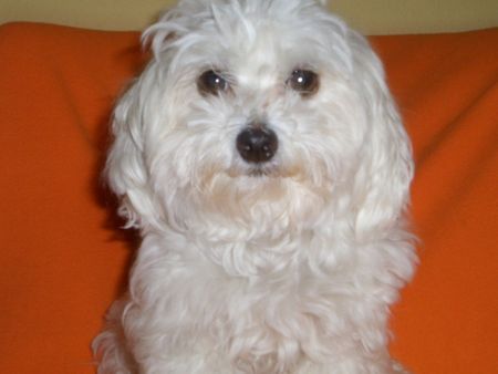 Malteser Hunde Foto 35920 Malteser Stella 6 Jahre