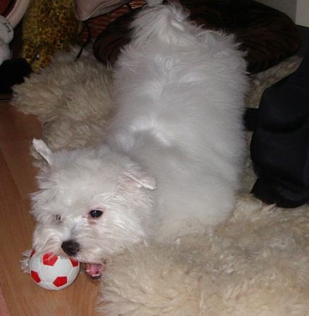 Malteser Hunde Foto 28834 Malteser