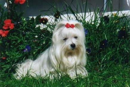 Malteser Hunde Foto 883 Malteser Blanche vom Keilberg