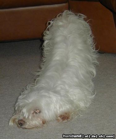 Malteser Hunde Foto 3834 Malteser mal sehn...
