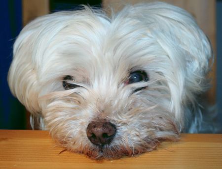 Malteser Hunde Foto 30853 in höherer Auflösung ansehen Malteser Schau mir in die Augen Kleines!