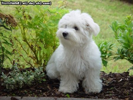 Malteser Hunde Foto 14915 Malteser Bossi - der Grosse